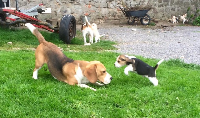 Molesend Orlando playing with puppy