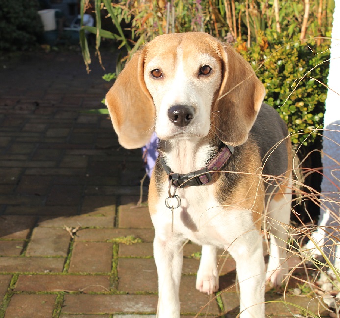 Pyper, Beagle